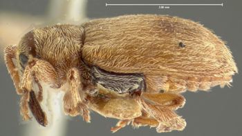 Media type: image;   Entomology 5195 Aspect: habitus lateral view